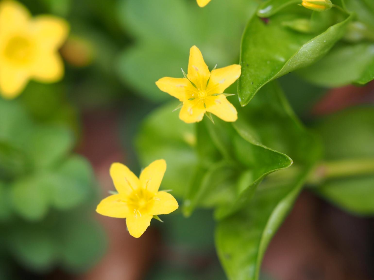 Pimpernel, Yellow